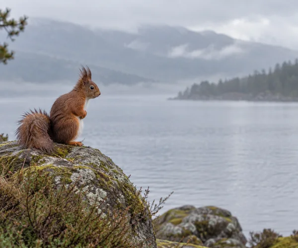 A rust-red squirrel sits upright on a mossy granite boulder at the edge of a grey loch, facing right toward the water.
