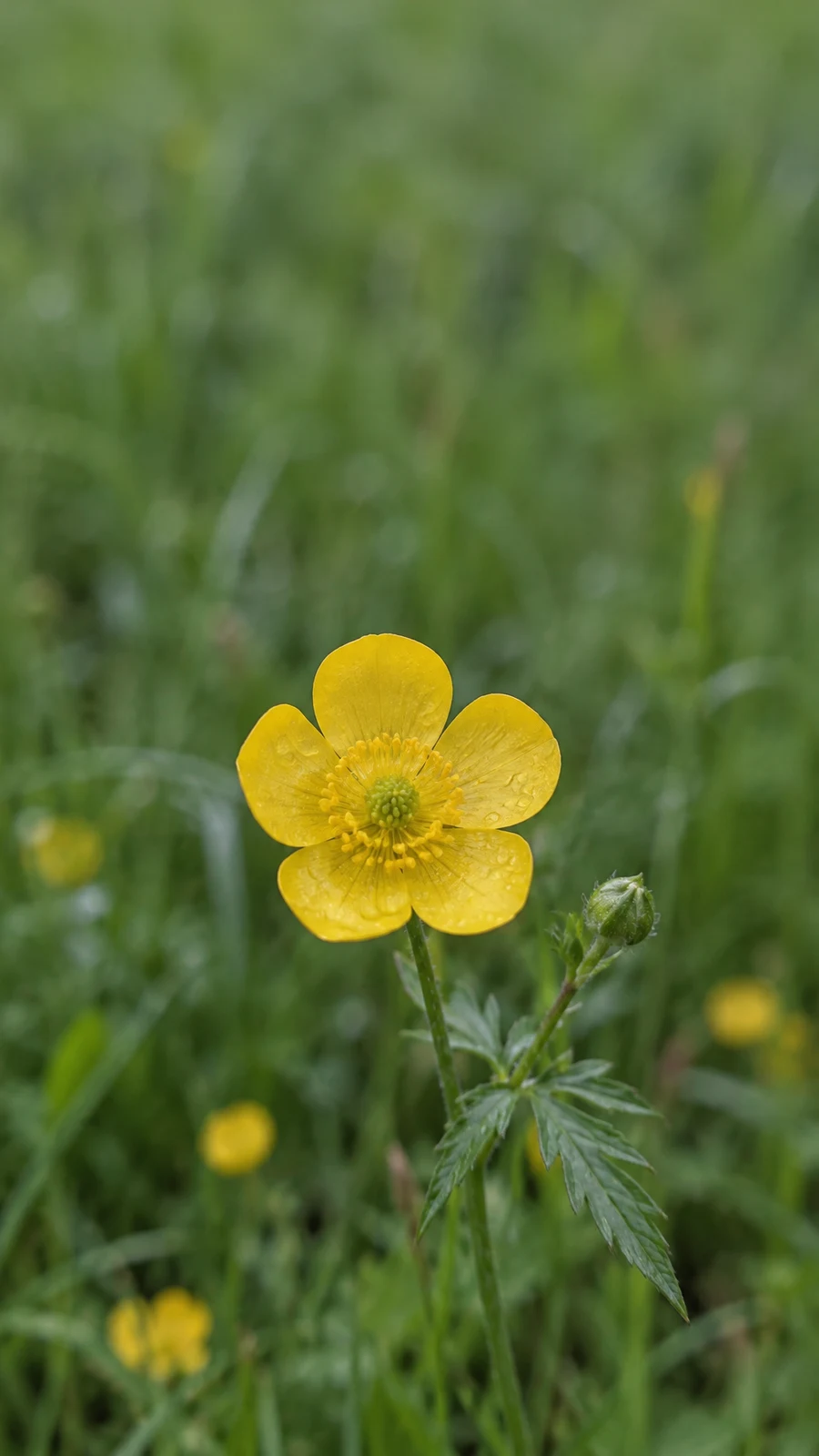 A five-petaled yellow buttercup with water droplets on its petals rises on a slender stem beside a closed bud and deeply cut leaf, against softly blurred green…