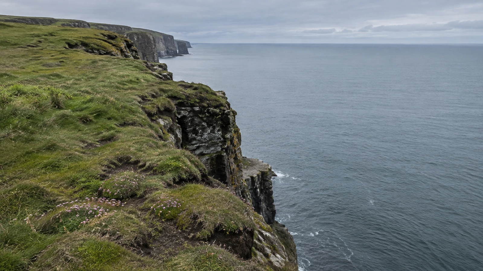 A grassy coastal cliff edge with patches of pink flowers and exposed layered rock runs toward distant headlands above a grey sea beneath a cloudy sky.