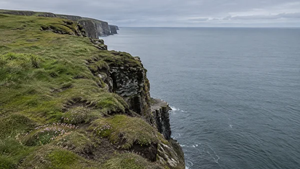A grassy coastal cliff edge with patches of pink flowers and exposed layered rock runs toward distant headlands above a grey sea beneath a cloudy sky.