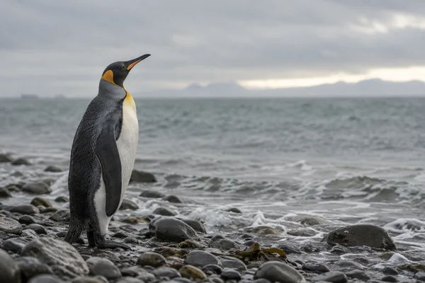 A king penguin stands upright in profile on a wet, rocky shore, facing a pale band of light above a calm grey-green sea under an overcast sky.