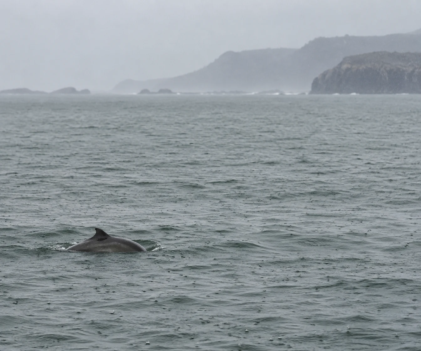 A dark porpoise surfaces in grey-green water, with a low rocky headland fading into a pale, misty sky in the distance.