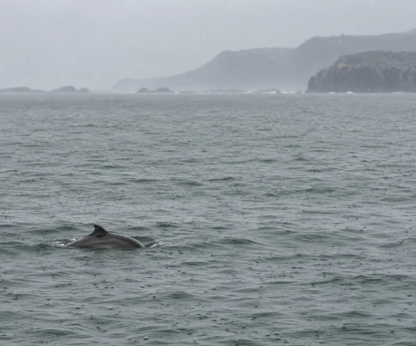 A dark porpoise surfaces in grey-green water, with a low rocky headland fading into a pale, misty sky in the distance.