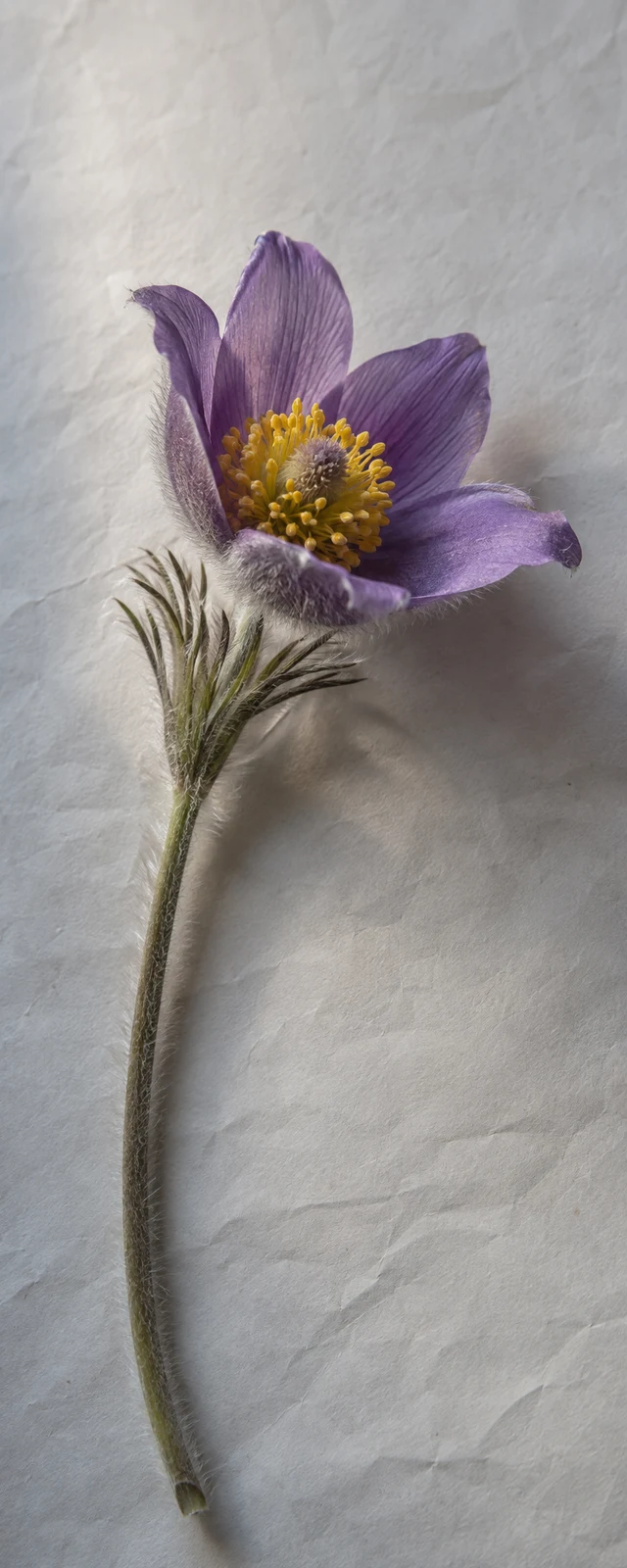 A single purple pasqueflower with a golden stamen cluster and a fine-haired stem lies on lightly creased cream paper.
