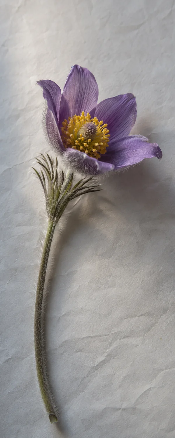 A single purple pasqueflower with a golden stamen cluster and a fine-haired stem lies on lightly creased cream paper.