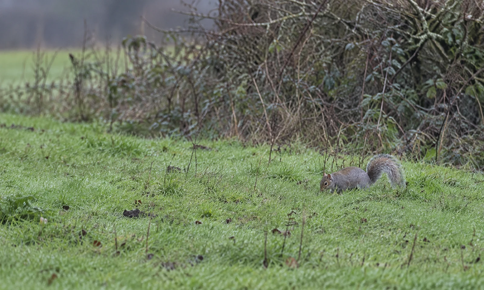A grey squirrel forages on short grass near a tangled hedgerow, positioned on the right side of the frame with open meadow grass to the left.