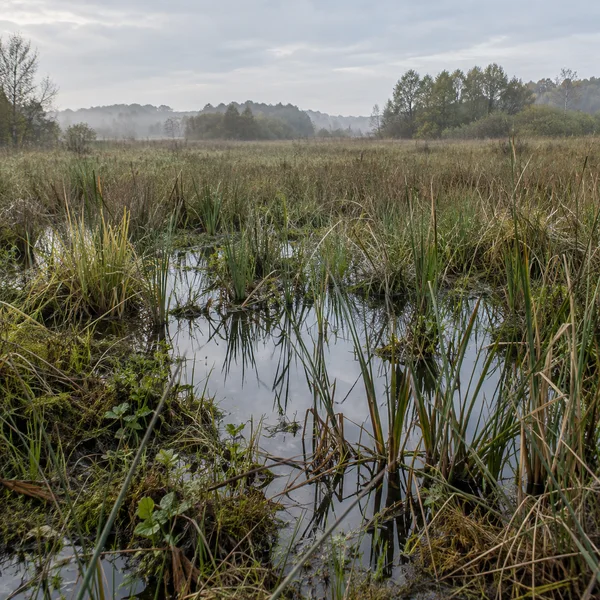A still pool reflects the cloudy sky among dense sedges and reed stems in a wet meadow, with a mist-softened line of trees in the distance.