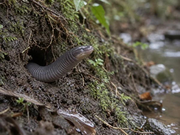 A ringed slate-violet caecilian emerges from a dark burrow in wet, mossy soil beside a softly blurred stream.