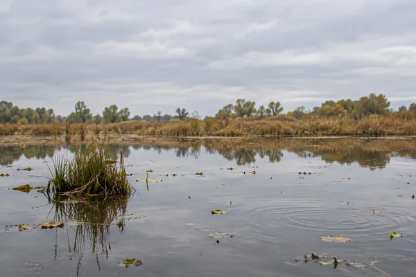 A clump of sedge and rush rises from a shallow wetland pool, reflected in still water scattered with floating leaves.