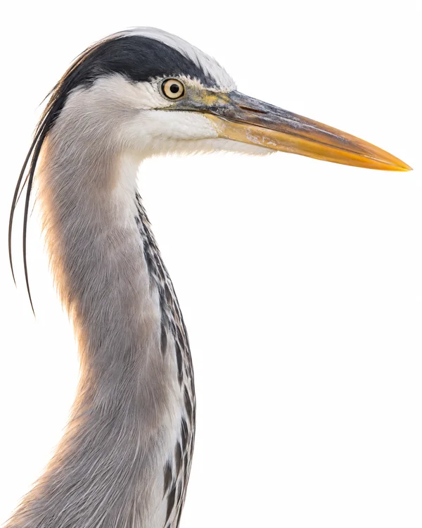 A close side-profile portrait of a grey heron against a bright white background, with its pale yellow eye, dark crown, long yellow-orange bill and cropped…