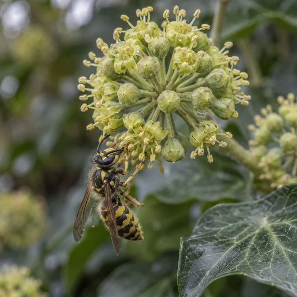 A yellow-and-black wasp hangs head-down from a rounded cluster of pale green-yellow ivy flowers, with a veined wing visible and a glossy ivy leaf in the soft…