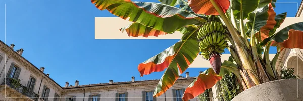 A large banana plant with curling green-and-coral leaves and a hanging bunch fills the right side of a sunlit historic courtyard, with a blue sky, pale…