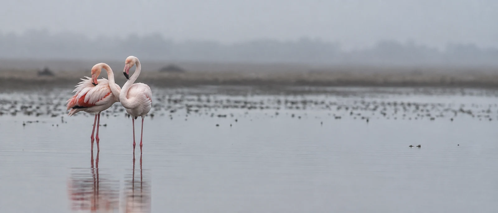 Two pale pink flamingos stand together in shallow grey water on the left, one dipping its head into its breast feathers while the other holds its curved neck…