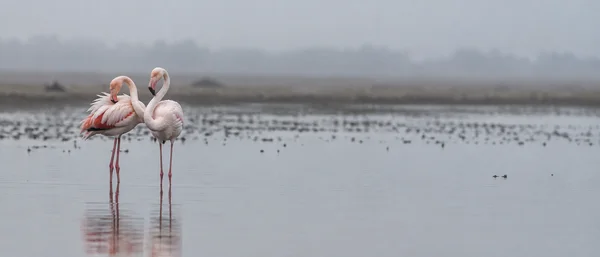 Two pale pink flamingos stand together in shallow grey water on the left, one dipping its head into its breast feathers while the other holds its curved neck…