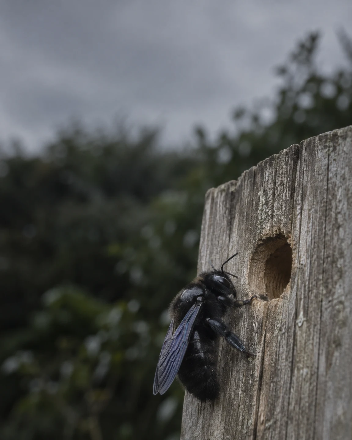 A large black, blue-sheened bee clings to a weathered grey fence post beside a rough-edged nest hole, with a softly blurred hedge and pale sky behind it.