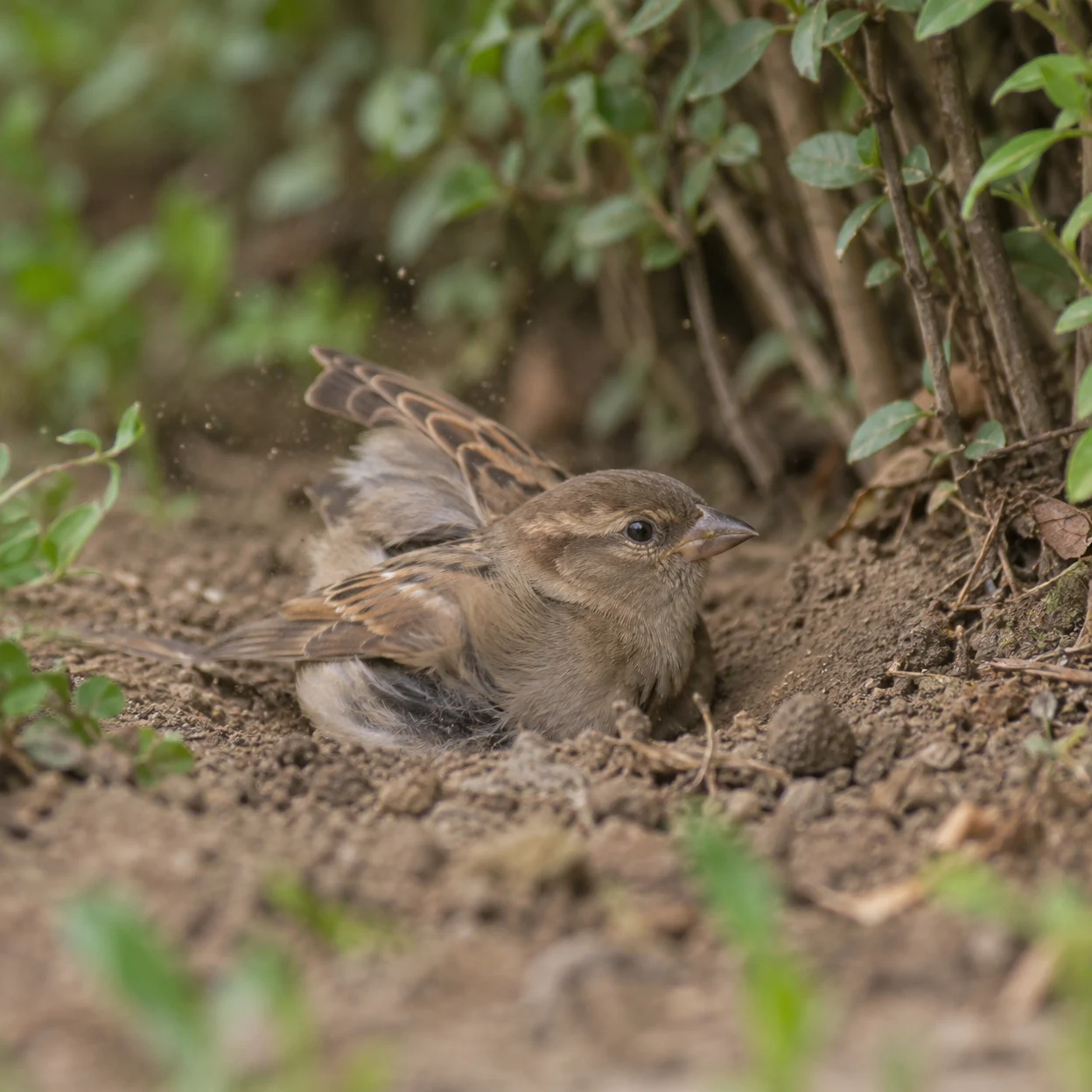 A brown female house sparrow crouches in a shallow patch of dry soil beneath leafy hedge stems, with its feathers fluffed and one wing raised as fine dust…
