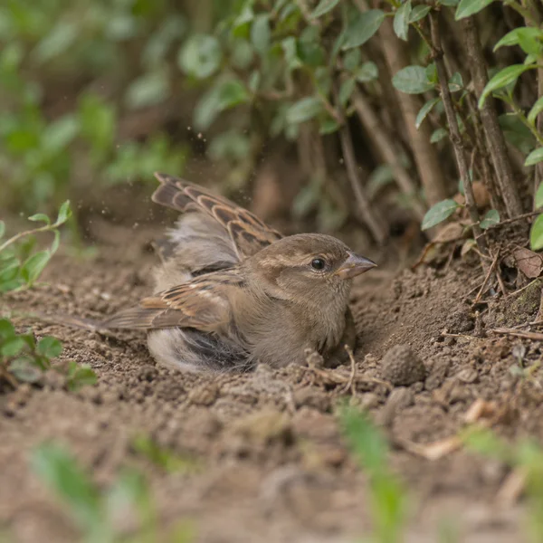 A brown female house sparrow crouches in a shallow patch of dry soil beneath leafy hedge stems, with its feathers fluffed and one wing raised as fine dust…