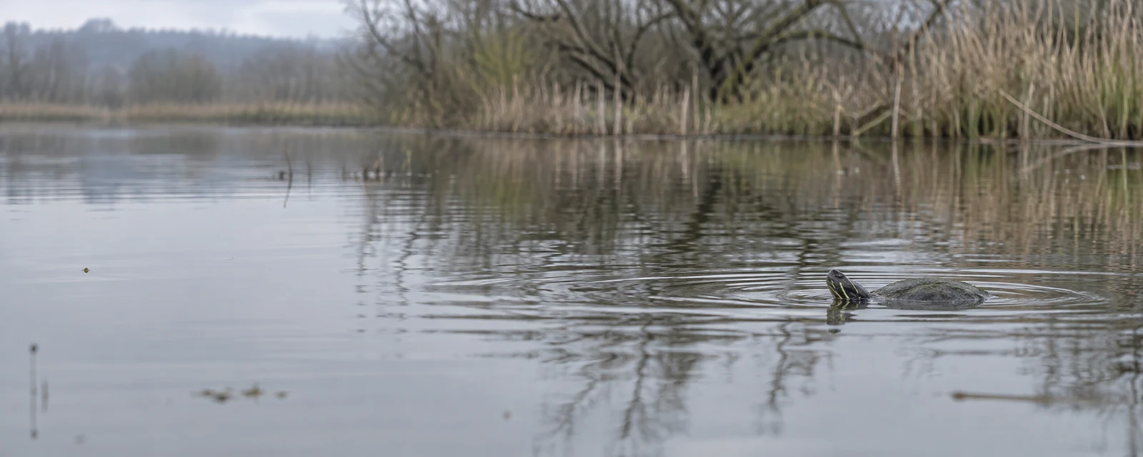 A small pond turtle swims at the surface in the right third of a still wetland, its head and dark shell visible among spreading ripples.