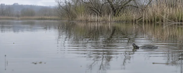 A small pond turtle swims at the surface in the right third of a still wetland, its head and dark shell visible among spreading ripples.