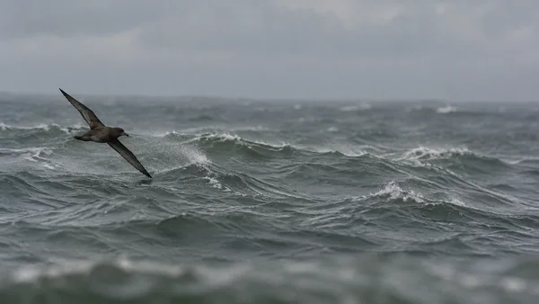 A dark seabird glides low over choppy grey-green ocean swells beneath a hazy overcast sky, with its wings spread and one wing angled close to the water.