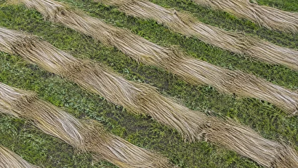 Overhead view of long pale beige flax straw laid in diagonal rows across dense green field vegetation.
