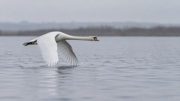 A white mute swan flies low over grey water in side profile, its neck stretched forward and broad wings angled down near the surface; a blurred reed line…