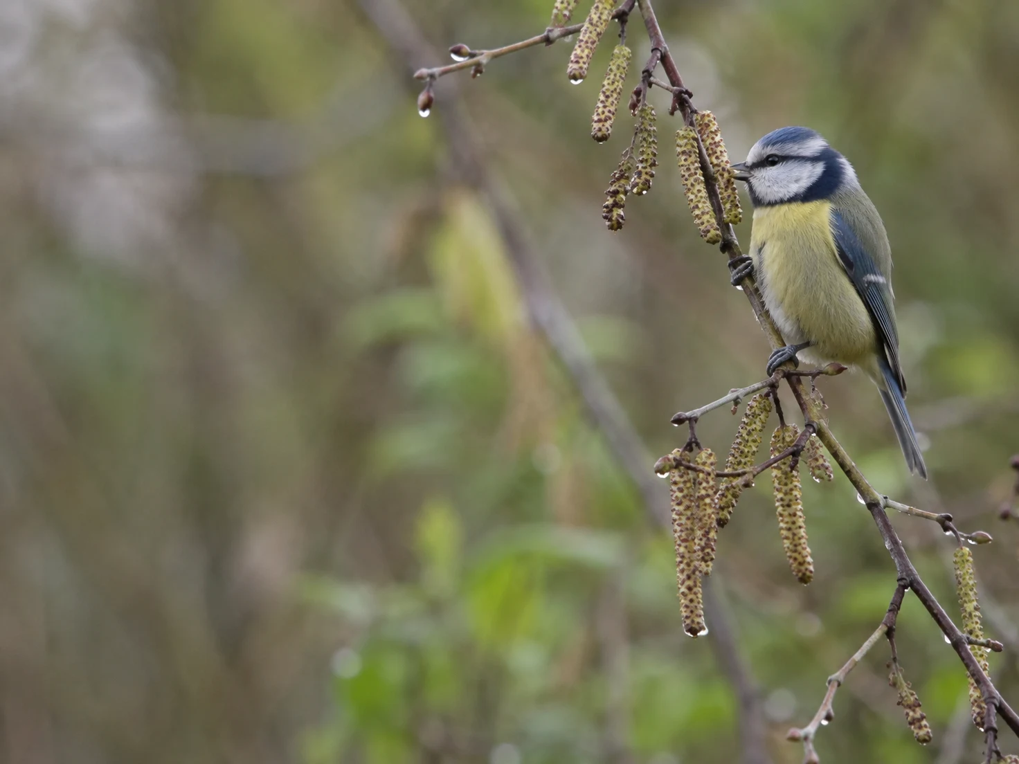 A blue tit perches among droplet-beaded birch catkins on the right side of the frame, its beak touching a catkin.