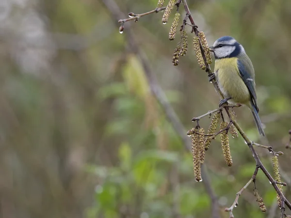 A blue tit perches among droplet-beaded birch catkins on the right side of the frame, its beak touching a catkin.