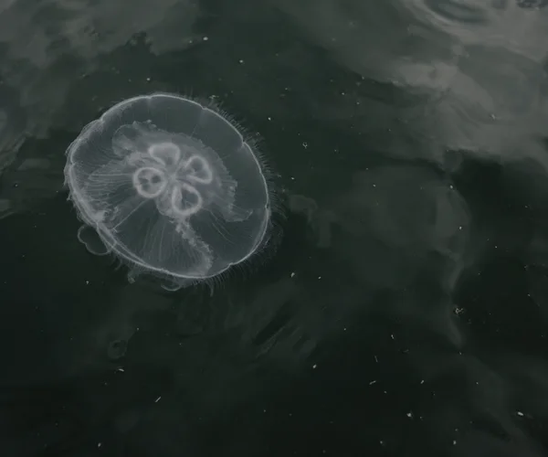 A translucent moon jellyfish with four pale horseshoe-shaped markings floats beneath dark green water, positioned left of centre amid scattered particles and…