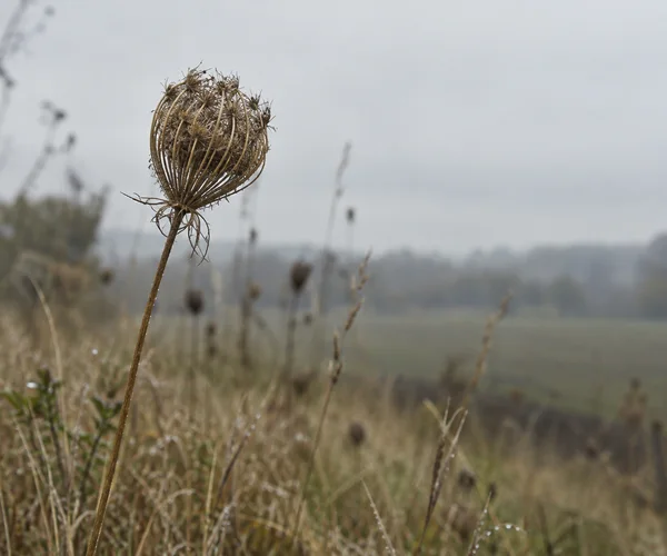 A dried spiny seed head curls into a cage atop a slender stem in a muted meadow, with dew on the plant and blurred grasses beneath a pale grey sky.