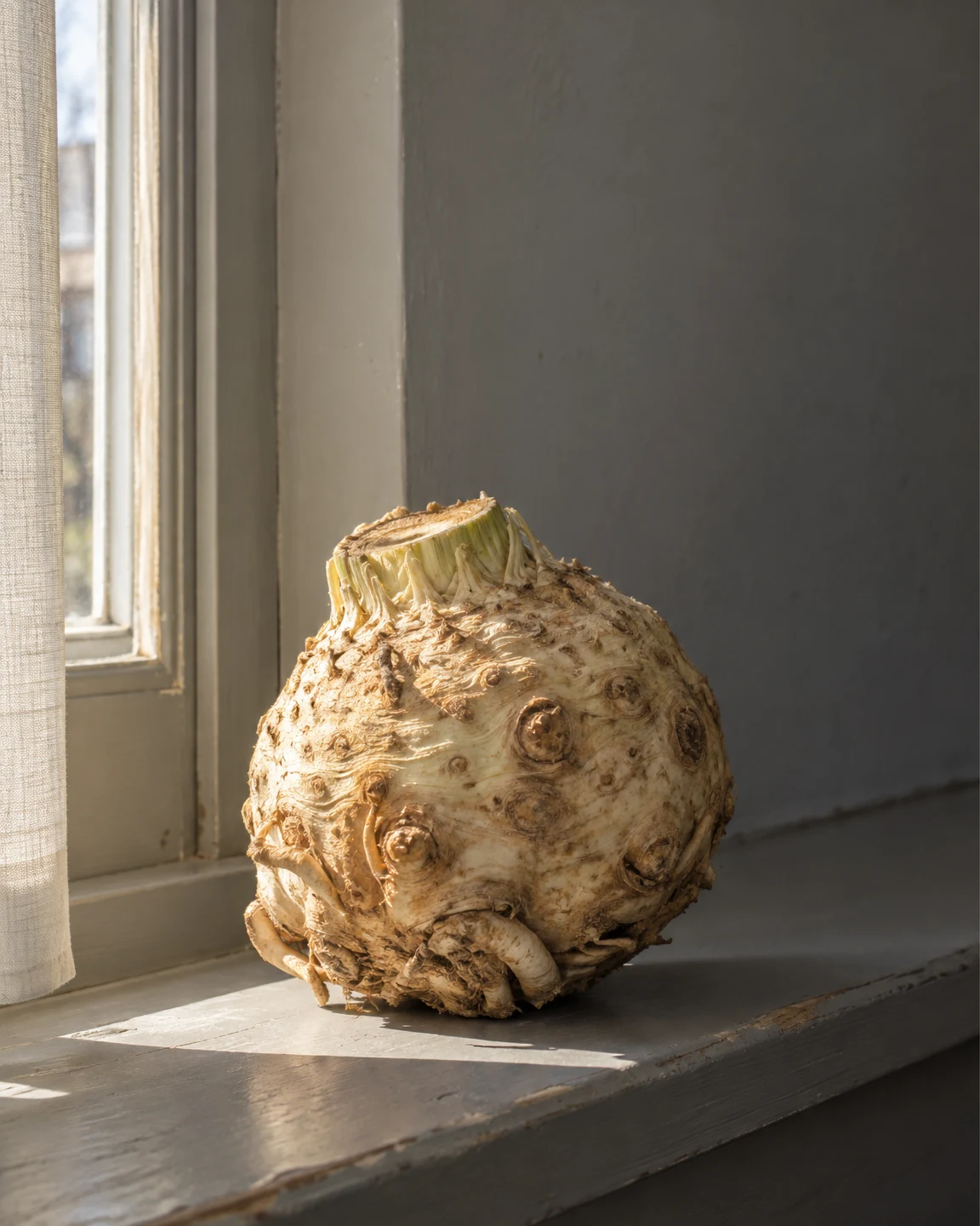 Celeriac in a Patch of Sun