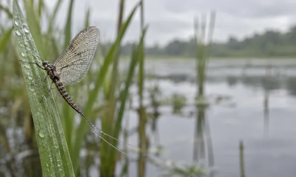A mayfly with translucent, veined wings and long tail filaments rests on a dew-covered green reed, with softly blurred reeds and pale water behind it.