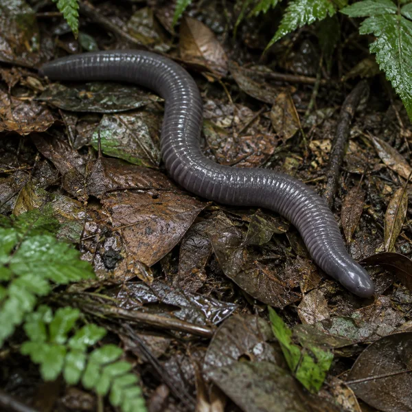 A glossy slate-gray, ringed caecilian curves across wet brown leaf litter, with blurred green fern fronds near the edges of the frame.