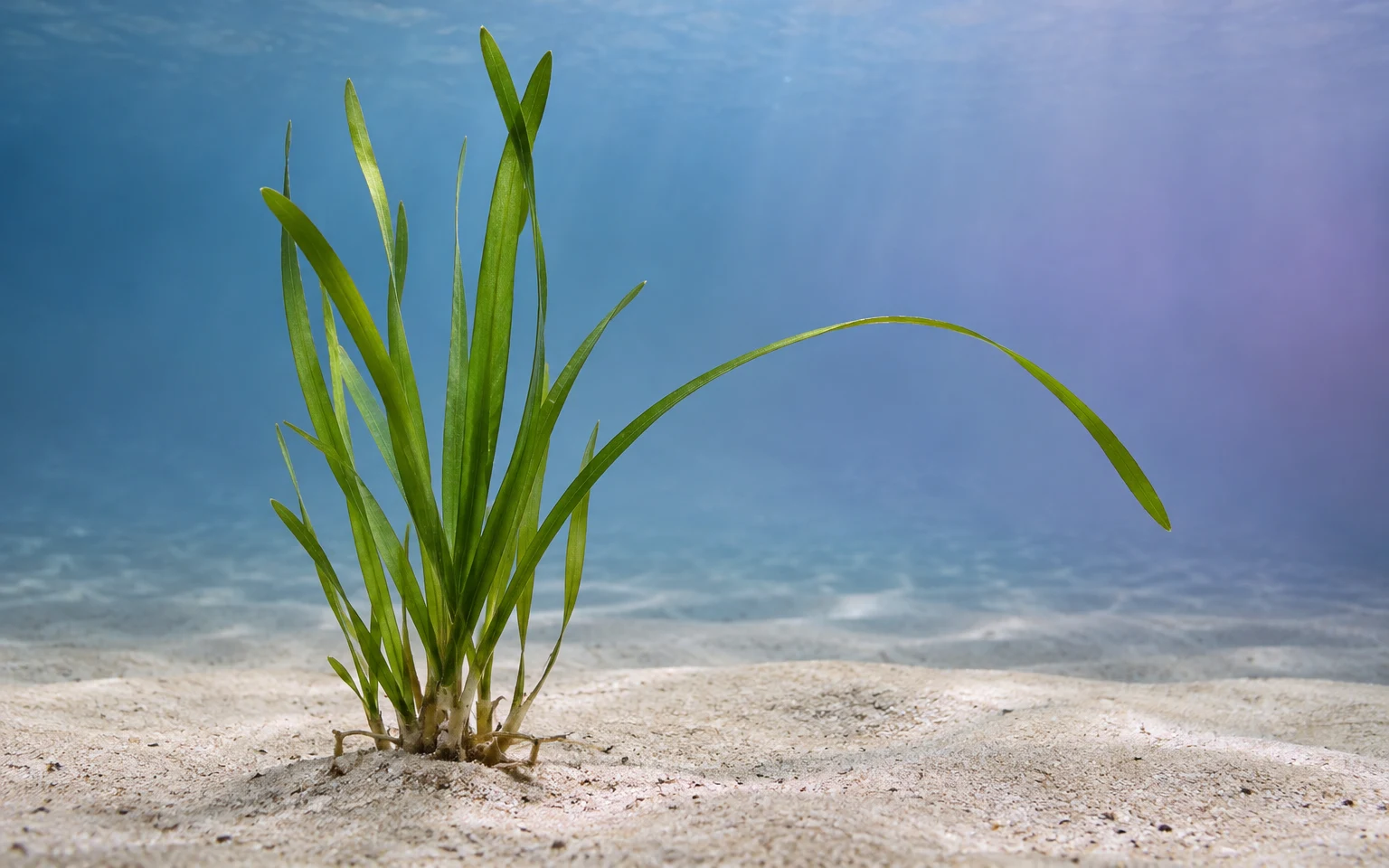 A small tuft of ribbon-shaped green eelgrass grows from pale sand against a softly graded blue underwater background, with one long leaf curving in an arc…