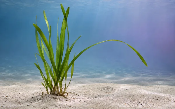 A small tuft of ribbon-shaped green eelgrass grows from pale sand against a softly graded blue underwater background, with one long leaf curving in an arc…