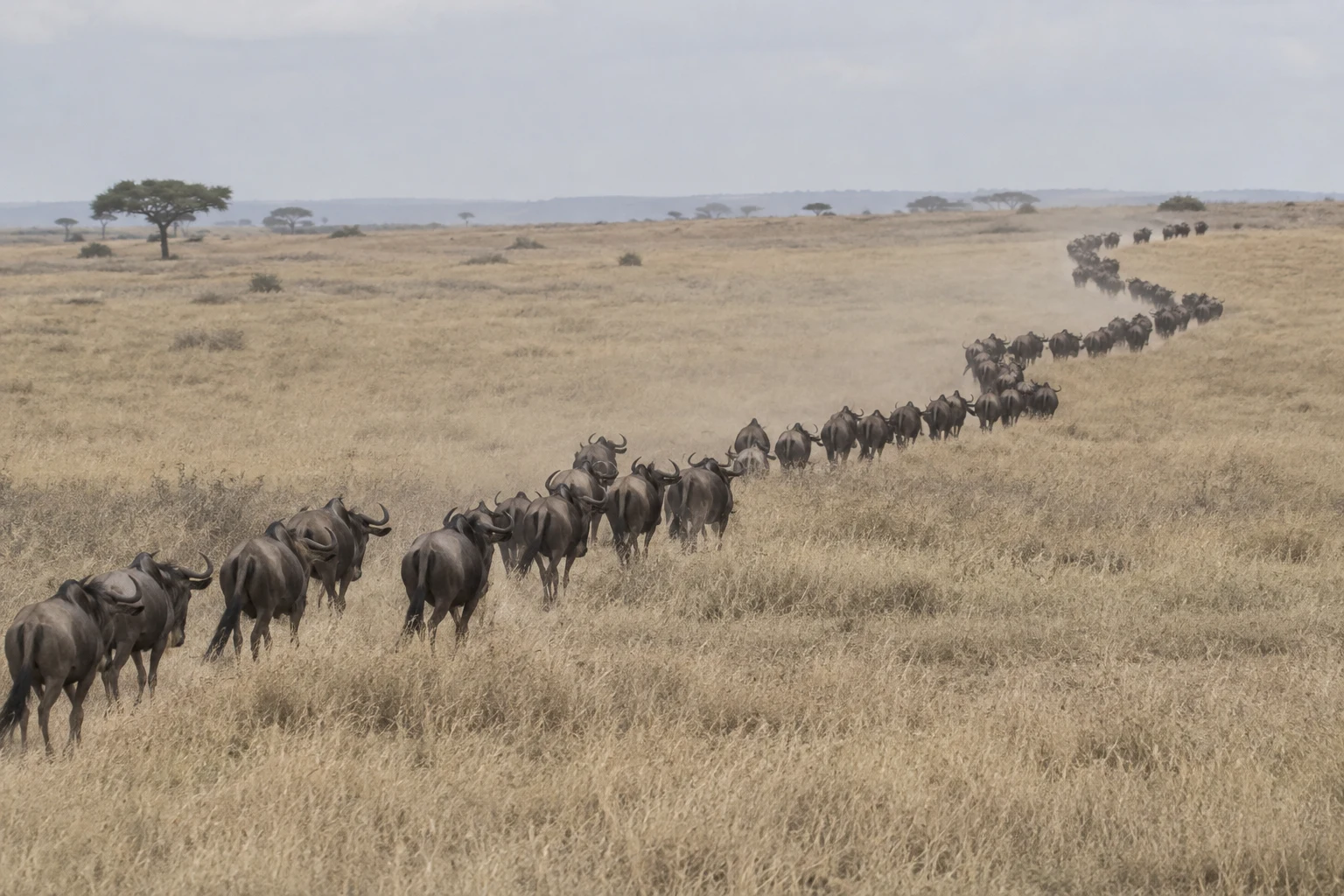 A long line of dark wildebeest crosses a dry, pale-grass plain, curving from the lower-left foreground toward the upper-right distance beneath a soft grey sky.