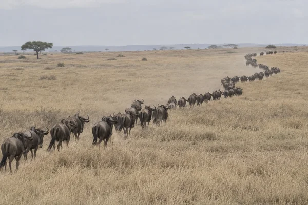 A long line of dark wildebeest crosses a dry, pale-grass plain, curving from the lower-left foreground toward the upper-right distance beneath a soft grey sky.