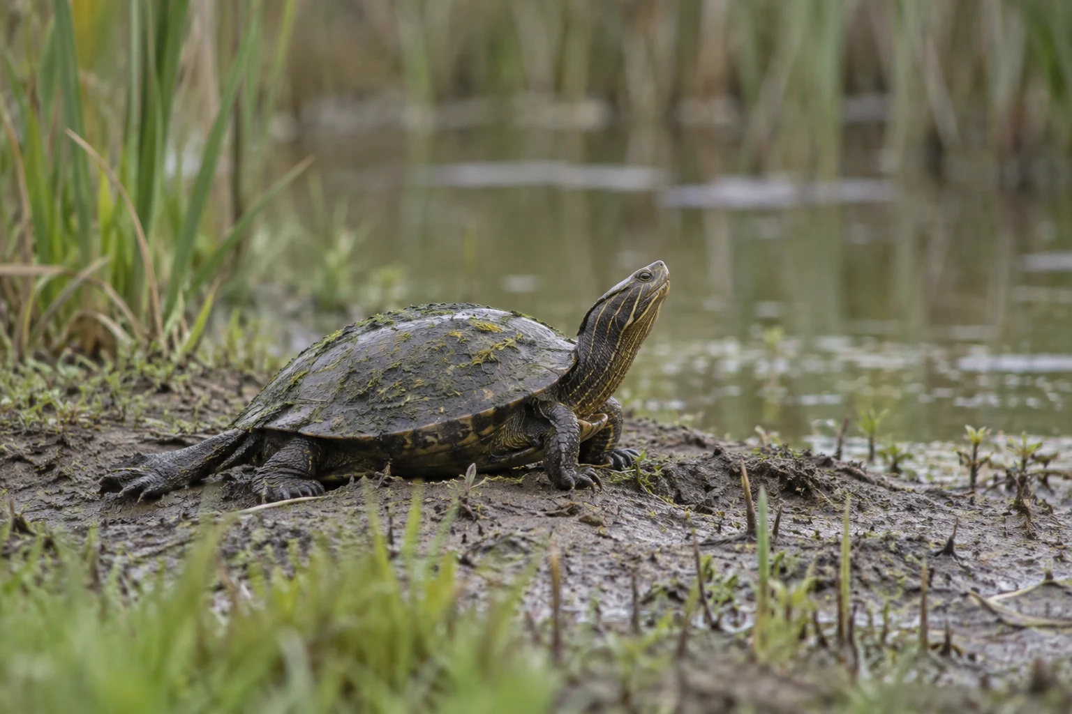 A dark, algae-speckled turtle rests on a muddy wetland bank with its neck raised; blurred reeds and still water fill the background.