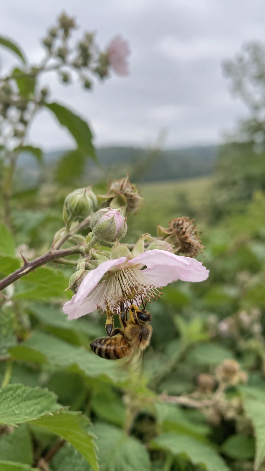 A honeybee hangs beneath a pale pink bramble flower, surrounded by soft-focus green foliage and a grey sky.