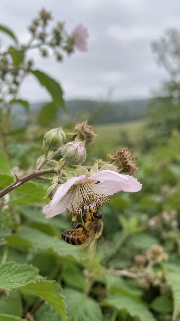 A honeybee hangs beneath a pale pink bramble flower, surrounded by soft-focus green foliage and a grey sky.