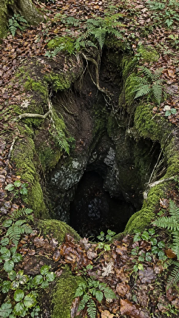 A deep, irregular sinkhole edged with bright moss, small ferns, exposed roots and fallen brown leaves in a damp woodland floor; pale limestone is visible along…