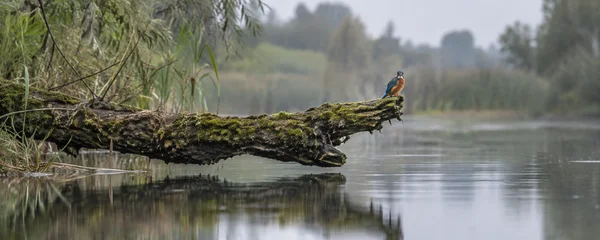 A small common kingfisher with an orange breast and blue back perches near the end of a moss-covered fallen trunk above still water, with blurred reeds and…