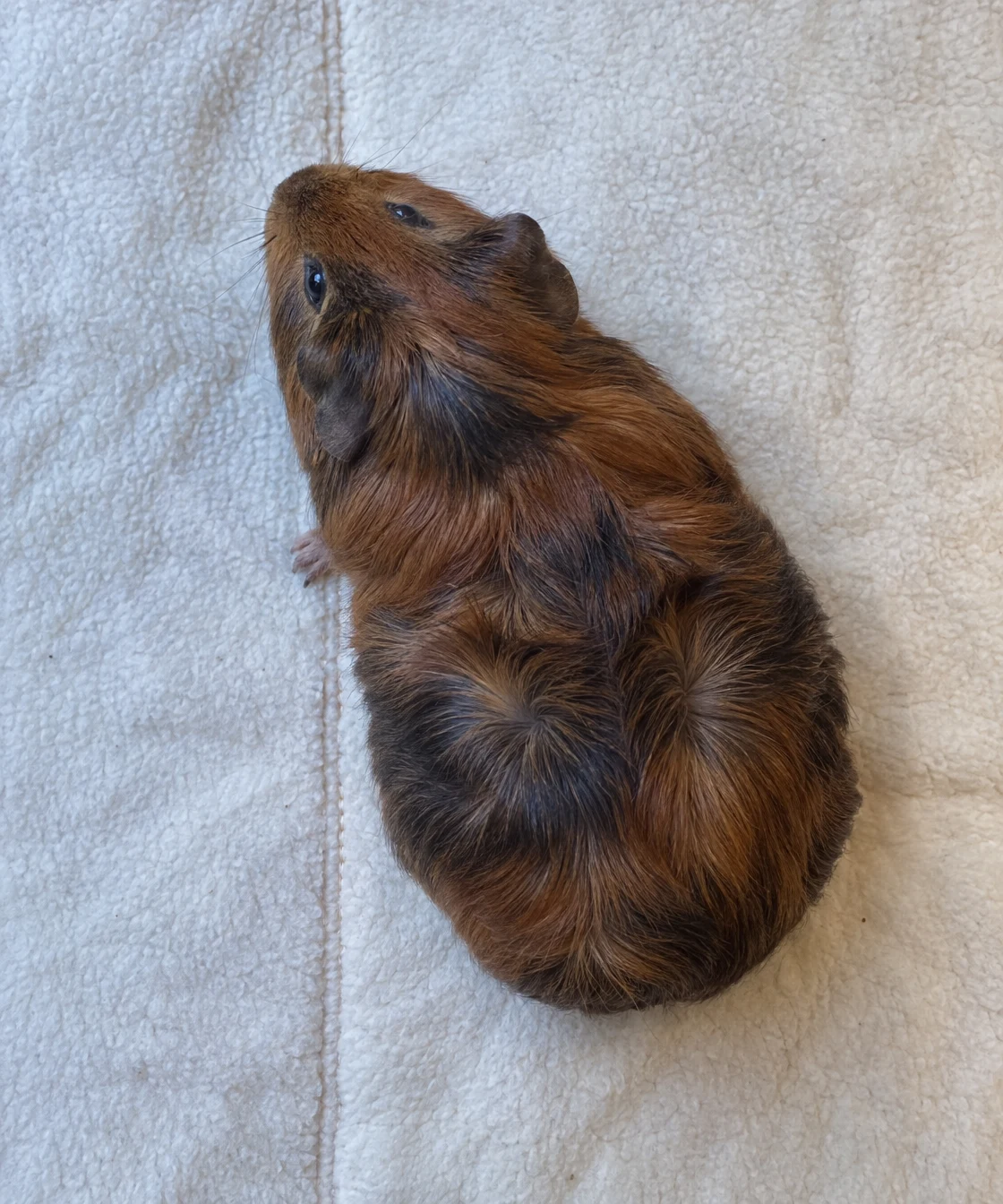 A chestnut-and-charcoal rosette-coated guinea pig rests curled on cream fleece beside a vertical stitched seam, viewed from above.