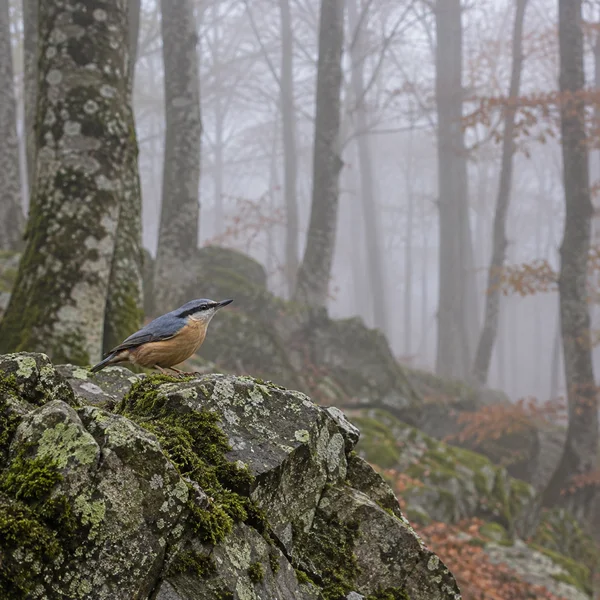 A Eurasian nuthatch perches on a lichen- and moss-covered boulder in a misty beech forest.