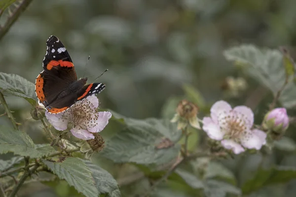 A red admiral butterfly rests with its wings partly spread on a pale pink bramble blossom.
