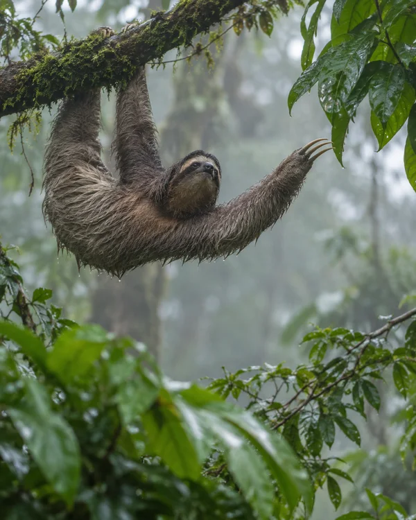 A shaggy sloth hangs beneath a moss-covered branch in a misty rainforest, stretching a long-clawed limb toward wet green leaves.