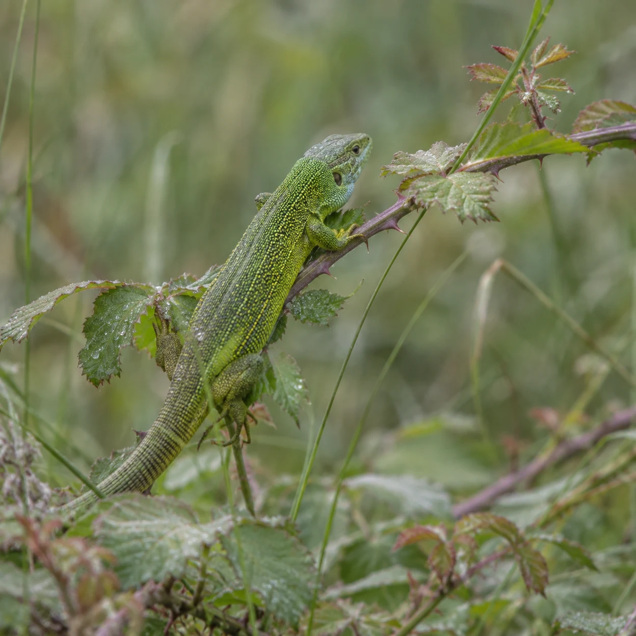 A green, yellow-speckled lizard clings diagonally to a thorny bramble stem among dew-covered leaves, against a softly blurred green-grey background.