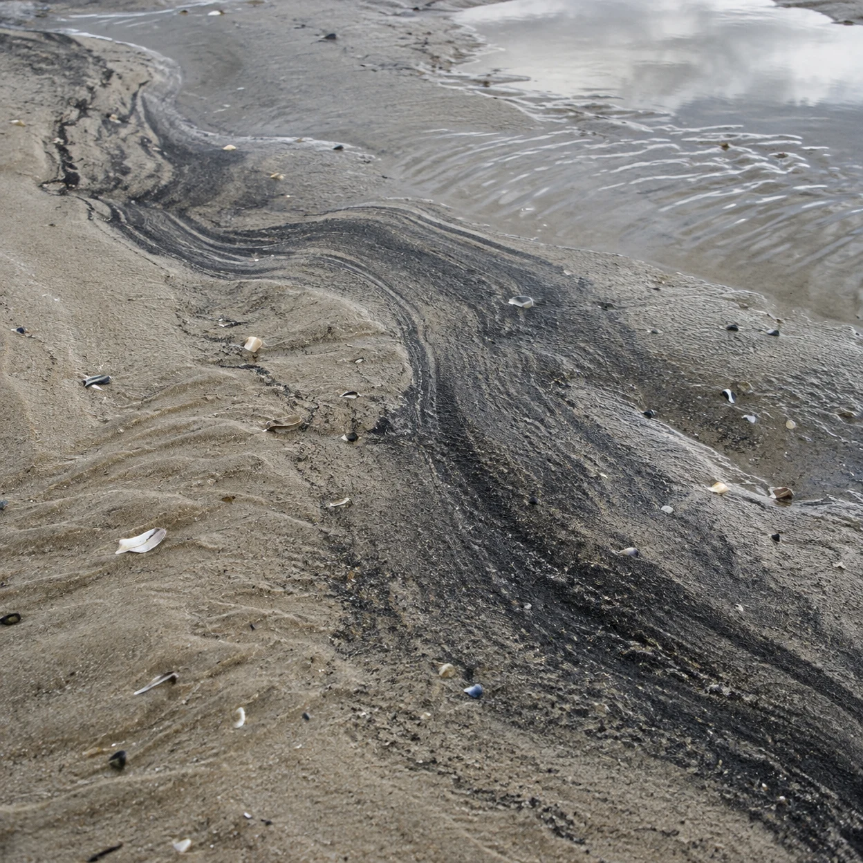 A winding band of dark grains crosses wet pale sand on a tidal flat, with ripple marks, scattered shell fragments and a thin reflective sheet of water along…