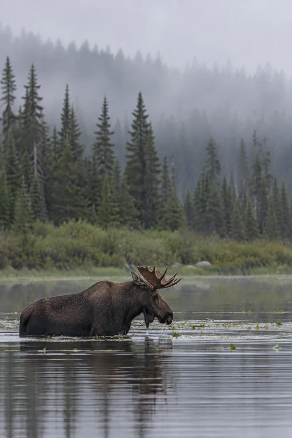 A bull moose with branching antlers wades through a calm pond in profile, with floating plants around its muzzle and a dark spruce shoreline fading into mist…