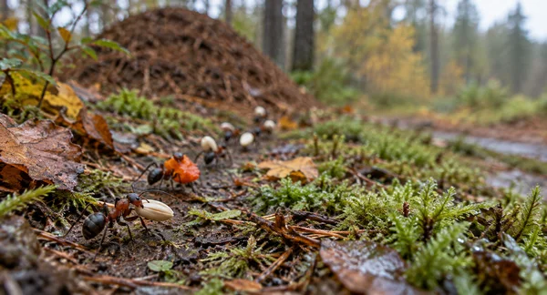 A red-brown ant carries a pale seed across damp leaf litter and moss, with other ants carrying pale and orange fragments trailing into a softly blurred…